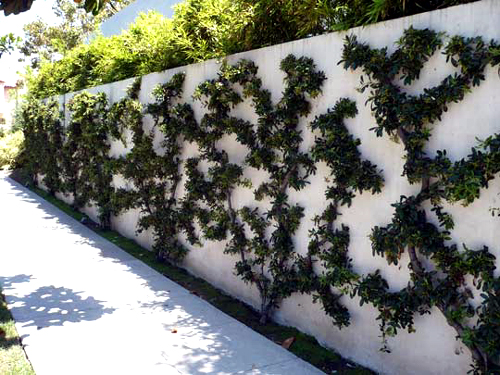 Dancing espalier 1